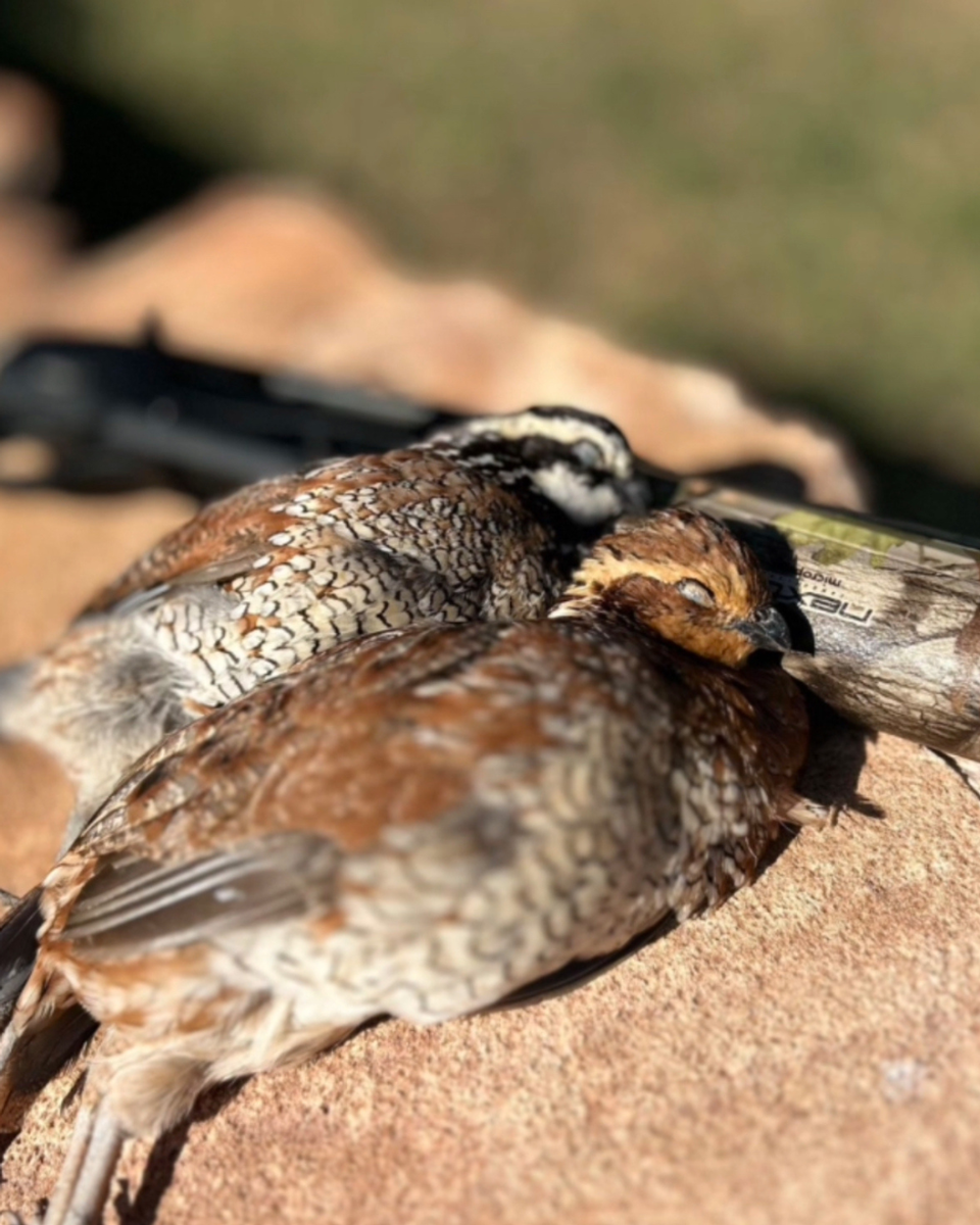 Upland Bird Hunting